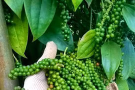 Giá hồ tiêu hôm nay 5/9: Giảm nhẹ phiên cuối tuần, quanh mốc 50.000 đồng/kg