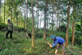 Quy hoạch lâm nghiệp phải phù hợp với Chiến lược phát triển kinh tế-xã hội cả nước