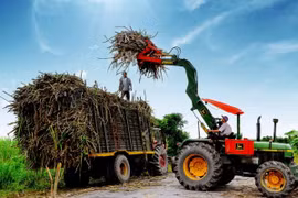 Ngành mía đường phải chủ động tự đổi mới để phát triển bền vững