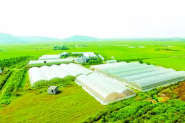 Đẩy mạnh phát triển chuỗi giá trị của HTX kiểu mới