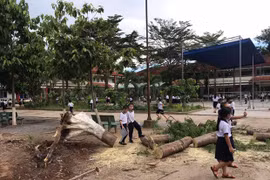 Bình Dương: Cây phượng cổ thụ cao 15m bật gốc trong sân trường tiểu học