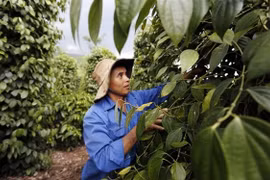 Ấn Độ có thể siết chặt tiêu chuẩn hồ tiêu nhập khẩu từ Việt Nam