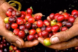 Giá cà phê hôm nay (12/8): Tiếp tục đà giảm giá, cao nhất 32.500 đồng/kg