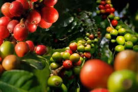 Giá cà phê hôm nay (24/8): Tăng nhẹ 100 - 200 đồng/kg phiên đầu tuần