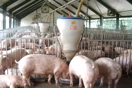 Giá heo hơi hôm nay (24/8): Không nhiều biến động, miền Nam giảm nhẹ