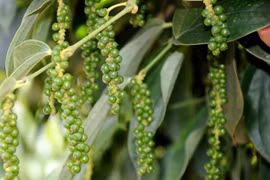 Giá hồ tiêu hôm nay (24/8): Đi ngang so với tuần trước, cao nhất 50.000 đồng/kg