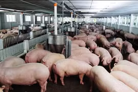 Giá heo hơi hôm nay 29/6: Tăng vượt mốc 90.000 đồng/kg khi dịch tả lợn châu Phi có nguy cơ lan rộng