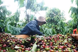 Giá cà phê hôm nay (26/8): Tiếp tục tăng thêm 300 đồng/kg