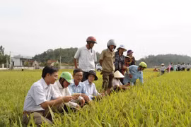 Nông dân gồng gánh giá phân bón vì thuế bất hợp lý