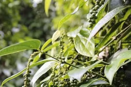 Giá hồ tiêu hôm nay (21/8): Tăng vượt mốc 50.000 đồng/kg