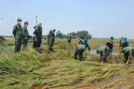 Huế: Hơn 700 cán bộ, chiến sĩ Quân khu 4 xuống đồng gặt lúa giúp dân