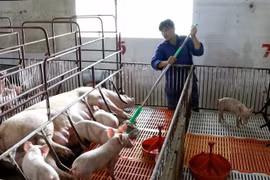 Hà Nội: Đảm bảo mục tiêu tăng đàn lợn lên 1,8 triệu