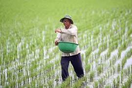 Giá phân bón sẽ giảm khi áp thuế suất giá trị gia tăng 5%