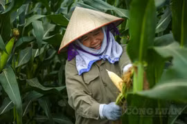 Trồng ngô sinh khối tăng hiệu quả kinh tế cao cho nông dân