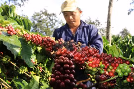 Giá cà phê hôm nay 31/12: Biến động trong sự thận trọng