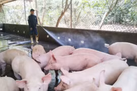 Giá heo hơi hôm nay 19/5: Chính thức cán mốc 100.000 đồng/kg