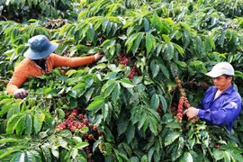 Giá cà phê hôm nay 19/5 tăng nhẹ, hồ tiêu đi ngang