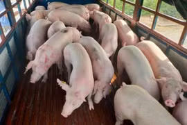 Giá heo hơi hôm nay 26/6: Tăng mạnh ở nhiều địa phương miền Bắc
