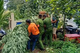 Đắk Lắk: Khởi tố đối tượng trồng hơn 500 cây cần sa để ... nuôi gà