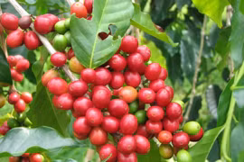 Giá cà phê hôm nay 12/7 đi ngang phiên cuối tuần, hồ tiêu mất mốc 50.000 đồng/kg