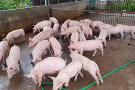 Giá heo hơi hôm nay (14/8): Tiếp tục giảm nhẹ, thấp nhất 80.000 đồng/kg