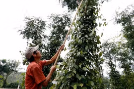 Giá cà phê hôm nay 20/6 đi ngang, hồ tiêu tiếp tục giảm
