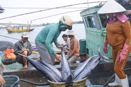 Việt Nam nỗ lực gỡ “thẻ vàng" IUU