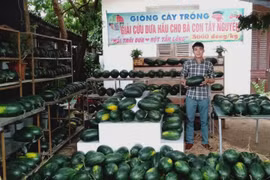 Chàng trai trẻ Nghệ An giải cứu thành công gần 150 tấn dưa hấu