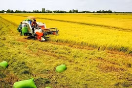 Chuyển hơn 33 ha đất trồng lúa tại Hải Dương, Sóc Trăng sang đất phi nông nghiệp