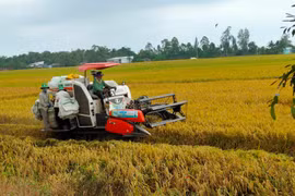 Cấp giấy chứng nhận đăng ký nhãn hiệu “Lúa sinh thái Cà Mau”
