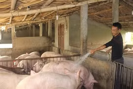 Giá heo hơi hôm nay 6/7: Miền Bắc và miền Trung tiếp tục tăng nhẹ