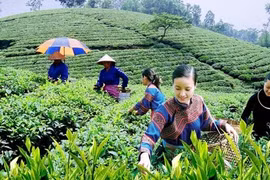 Đưa thu nhập của người dân tộc thiểu số tăng gấp đôi vào năm 2025