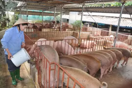 Giá heo hơi hôm nay 8/7: Tiếp tục neo ở ngưỡng cao trên cả nước