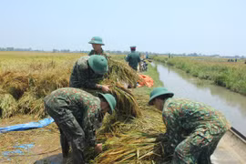 Thừa Thiên Huế: Bộ đội, công an giúp dân thu hoạch lúa ngập úng
