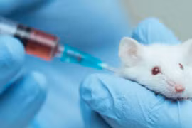 Việt Nam tiêm thử nghiệm vaccine phòng Covid-19 trên chuột