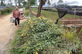 Hà Nội: Người dân làng hoa Tây Tựu "lao đao" bởi dịch Covid-19