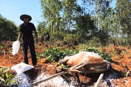 Quảng Ngãi: Hàng nghìn trâu bò mắc dịch lở mồm long móng