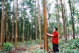 Lâm nghiệp môi trường – hướng đi bền vững