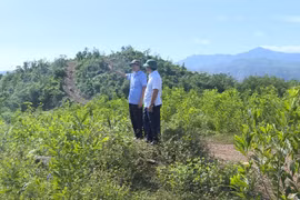 Quảng Trị: Cty Lâm nghiệp Đường 9 buông lỏng quản lý để người lạ xâm lấn hơn 800 ha đất rừng