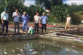 Phú Thọ: Hơn 10 tấn cá lồng bị chết sau khi Thủy điện Hòa Bình xả lũ