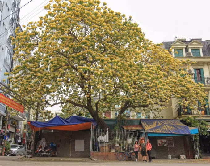 Hoa bún nở đẹp nhất vào dịp cuối xuân, chuẩn bị sang hè.