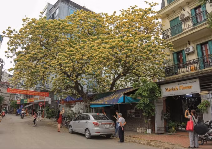Hoa bún đang mùa nở rộ, thu hút rất đông người đến chiêm ngưỡng và chụp ảnh.