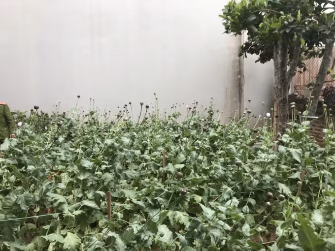 480 cây anh túc (cây thuốc phiện) đã ra quả trong vườn nhà Út