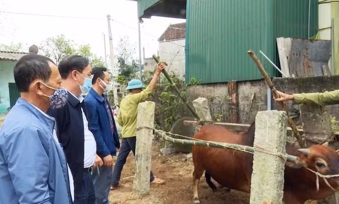 Các địa phương tiến hành tiêm vắc-xin viêm da nổi cục cho trâu, bò.
