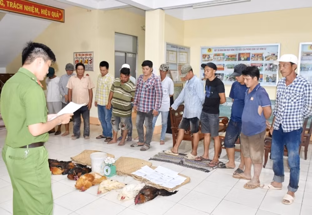 Đây là điểm đá gà ăn tiền quy mô lớn, được tổ chức chặt chẽ, có bố trí người cảnh giới để đối phó với cơ quan chức năng. Ảnh: vov.vn