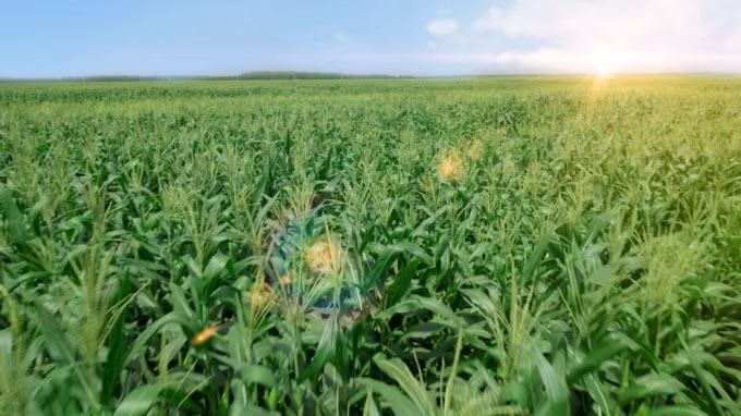 Hệ thống trang trại sinh thái Vinamilk Green Farm sở hữu những cánh đồng rộng hàng nghìn hecta
