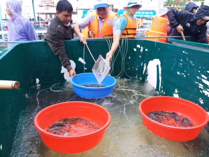 Hơn 15 tấn cá đã được thả về môi trường thiên nhiên tại khu vực sông Vàm Nao.