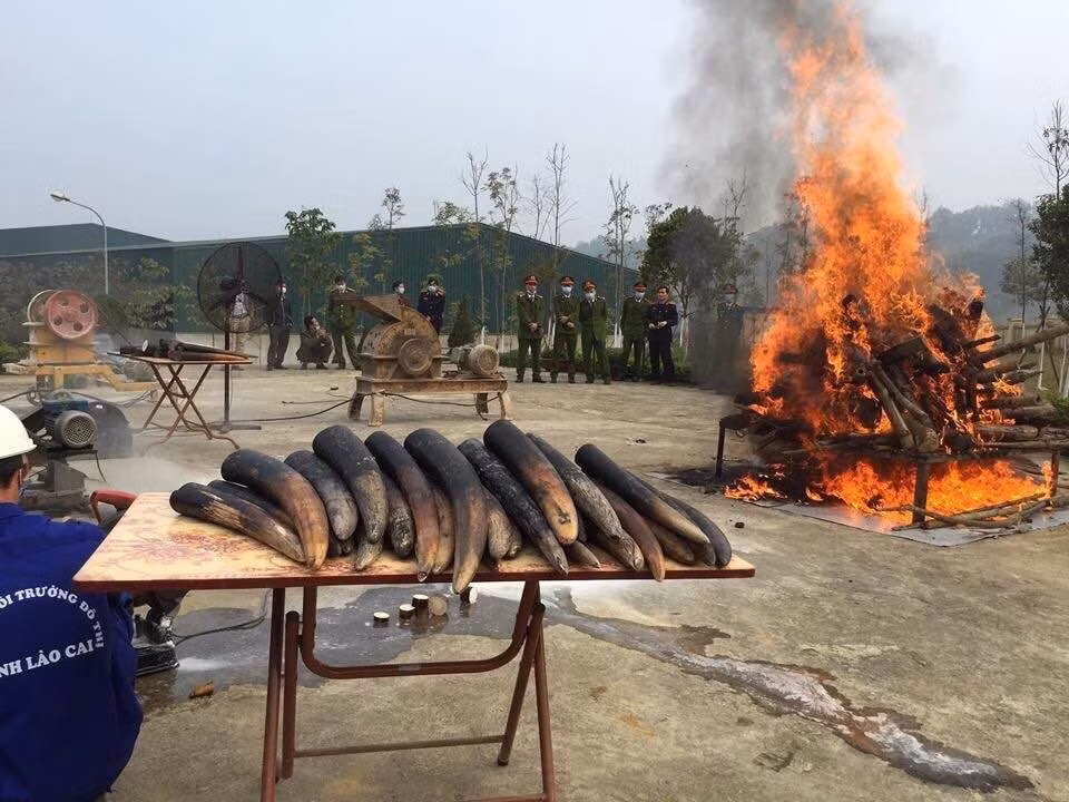 Cơ quan chức năng tỉnh Lào Cai tổ chức tiêu hủy 43 chiếc ngà voi năm 2017. (Ảnh: ENV)