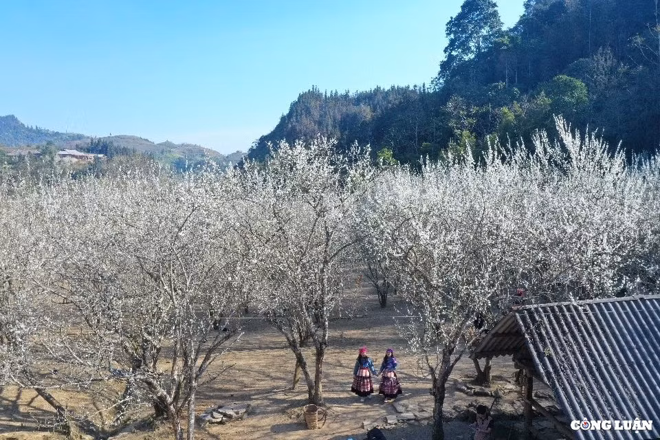 hoa man dang no trang vung cao bac ha hinh 4