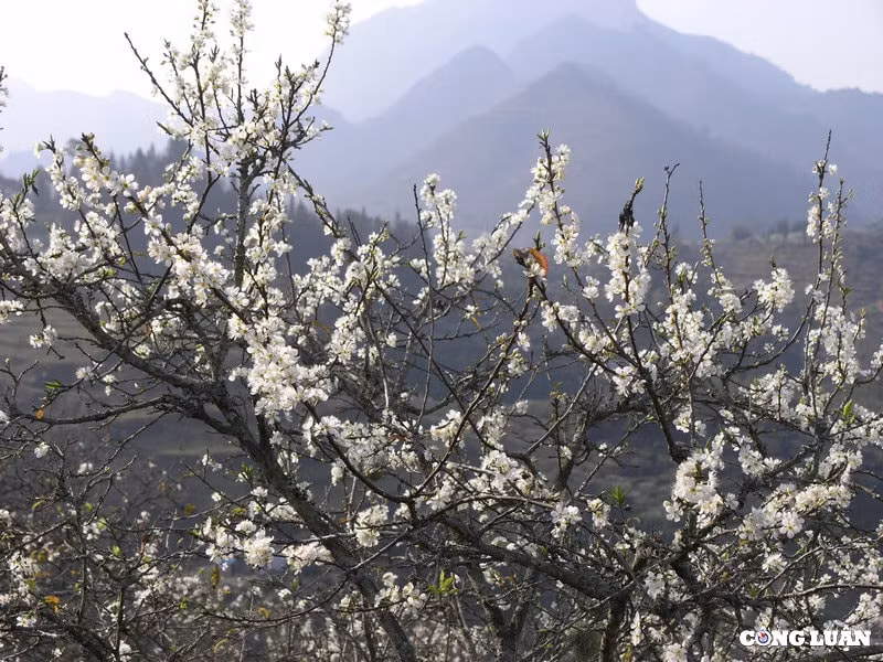 hoa man dang no trang vung cao bac ha hinh 3